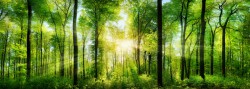 Wald Panorama mit frisch grünen Buchen, die mittig platzierte Sonne wirft schöne Strahlen